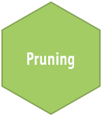 pruning