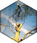 tree removal image